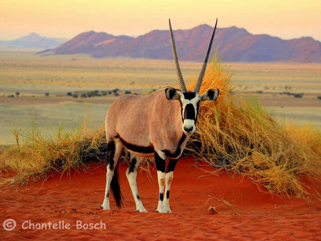 Gondwana Namib Desert Lodge Solitaire Exterior foto